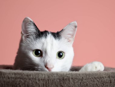 pembe arka plan üzerinde izole kamera bakarak sevimli kedi yakın çekim görünümü 