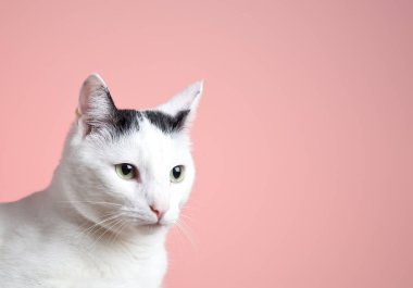 pembe arka plan üzerinde izole sevimli kedi yakın çekim görünümü 