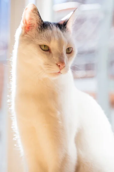 White Cat Resting Front Balcony Window Sunny Hot Summer Day — 스톡 사진