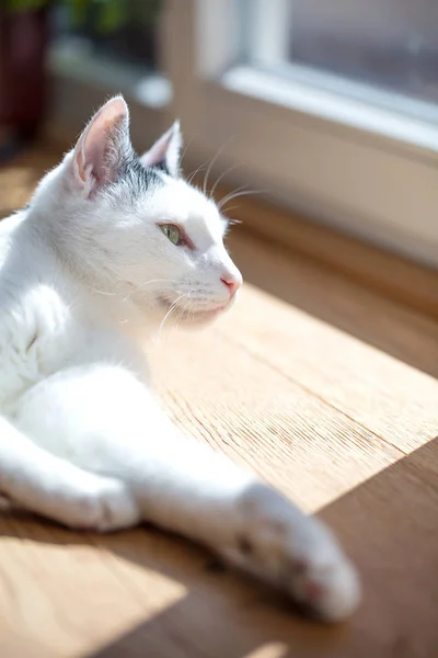 Närbild Söt Vit Tamkatt Ligger Trägolv Hemma — Stockfoto