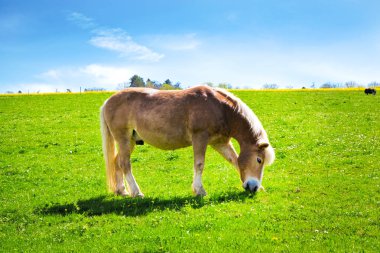Çayırda otlayan güzel kahverengi atın yan manzarası
