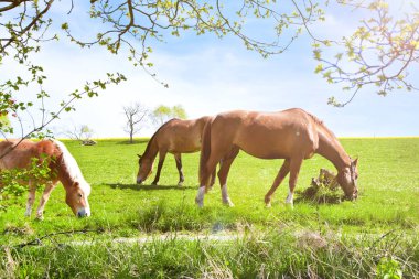  Kırsal Pastöy 'de Yeşil Tarlada Otlayan Atlar 