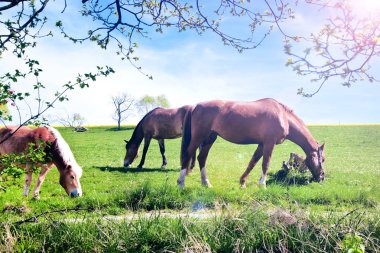  Kırsal Pastöy 'de Yeşil Tarlada Otlayan Atlar 