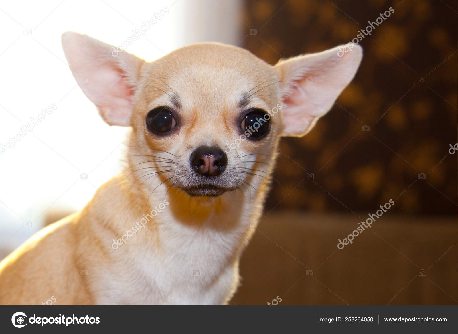 funny looking chihuahua