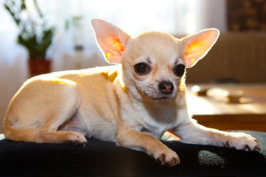 sevimli komik chihuahua köpek yalan ve kamera bakarak   