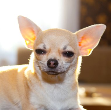 kameraya bakarak sevimli komik chihuahua köpek yakın çekim görünümü  