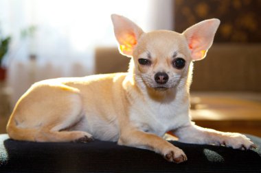 sevimli komik chihuahua köpek kanepede yalan ve kamera bakarak  