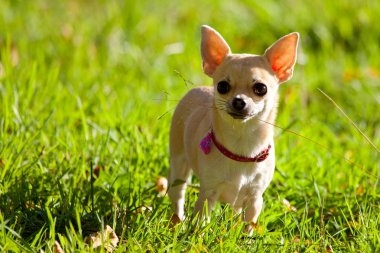 sevimli komik chihuahua köpek yeşil çim ayakta ve kamera bakıyor
