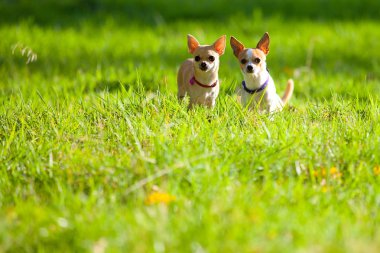 komik chihuahua köpekler yeşil çim oynayan ve kamera açık havada bakarak