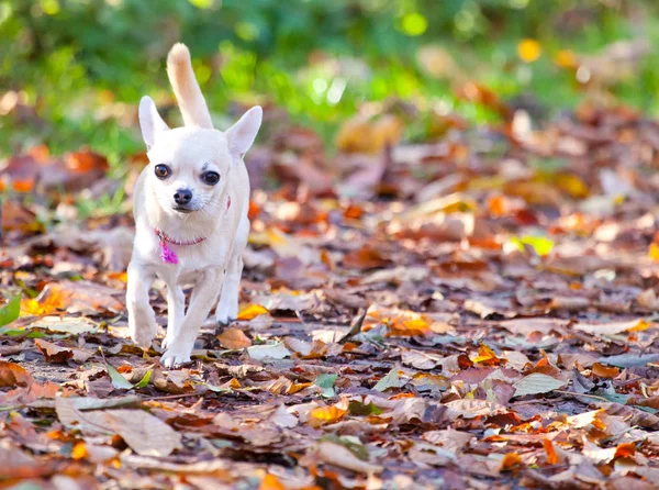 Imádnivaló Vicces Chihuahua Kutya Futó Száraz Levelek — Stock Fotó