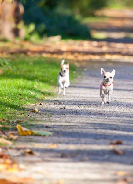 Aranyos Vicces Chihuahua Kutyák Futás Úton Napsütéses Nap — Stock Fotó