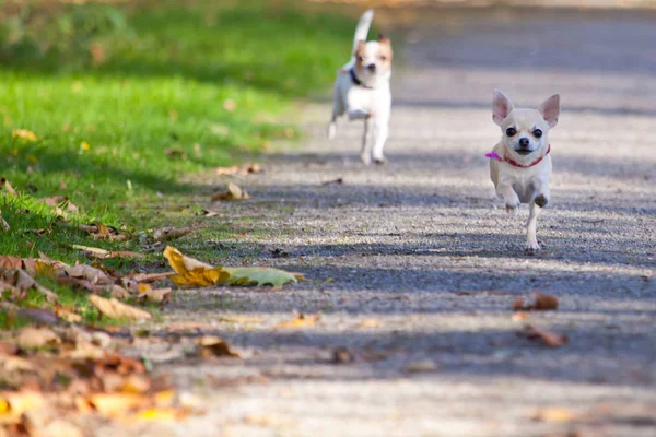 cute funny chihuahua dogs running on path at sunny day