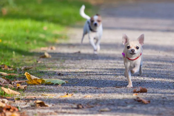 Lindo Divertido Chihuahua Perros Corriendo Camino Día Soleado —  Fotos de Stock