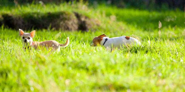 Widok Boku Śmieszne Psy Chihuahua Działa Zielonej Trawie — Zdjęcie stockowe