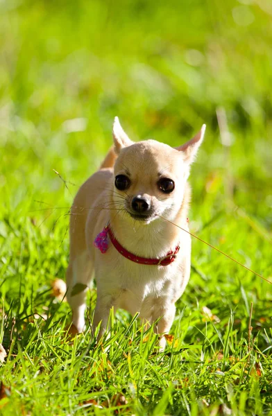 Bedårande Rolig Chihuahua Hund Stående Grönt Gräs Och Titta Kamera — Stockfoto