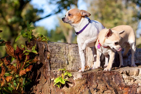 Lindo Divertido Chihuahua Perros Pie Árbol Tocón Día Soleado —  Fotos de Stock