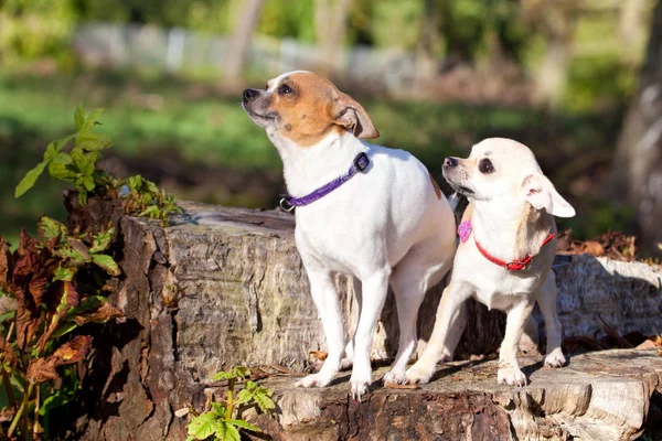 Ładny Zabawny Chihuahua Psy Stojący Drzewo Stump — Zdjęcie stockowe