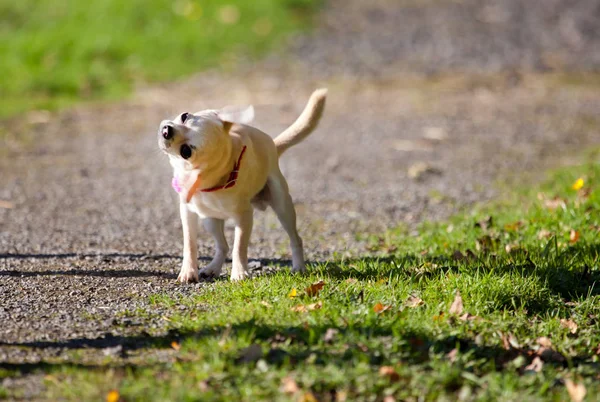 Aranyos Vicces Chihuahua Kutya Séta Kültéri — Stock Fotó