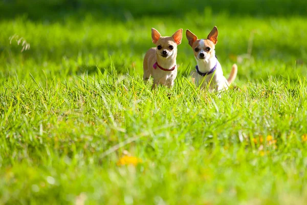 Divertido Chihuahua Perros Jugando Verde Hierba Mirando Cámara Aire Libre —  Fotos de Stock
