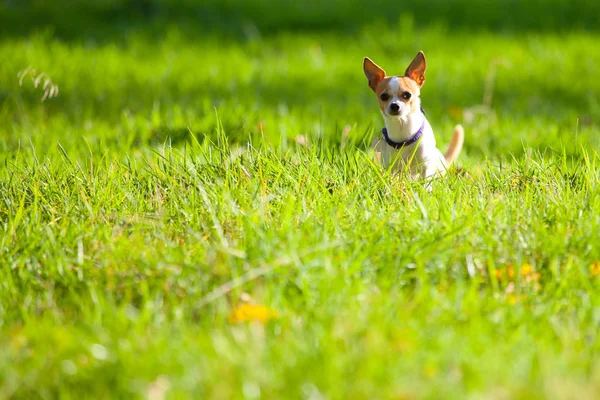 adorable funny chihuahua dog sitting in green grass