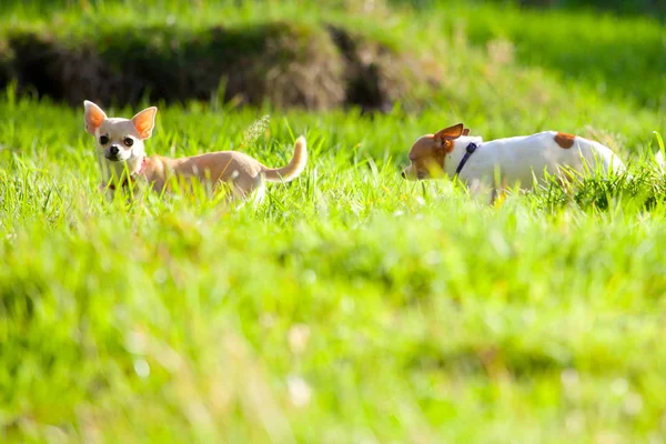 Śmieszne Psy Chihuahua Działa Zielonej Trawie — Zdjęcie stockowe