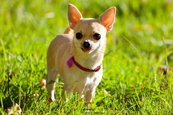 Adorable Funny Chihuahua Dog Standing Green Grass Looking Camera Royalty Free Stock Images