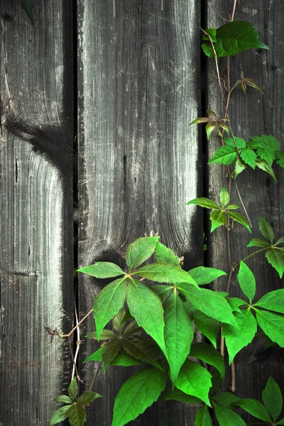 Cerca Madera Con Hojas Verdes Vista Marco Completo Fondo — Foto de Stock