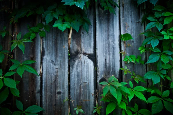 Ξύλινο Φράχτη Πράσινα Φύλλα Προβολή Πλήρους Καρέ Φόντο — Φωτογραφία Αρχείου