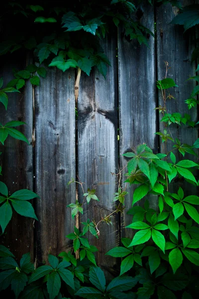 Wooden Fence Green Leaves Full Frame View Background — Stock Photo, Image