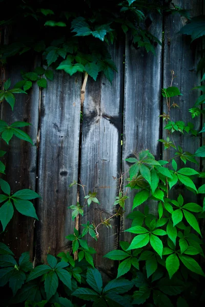 Drewniany Płot Zielonych Liści Zobacz Pełną Klatkę Tło — Zdjęcie stockowe