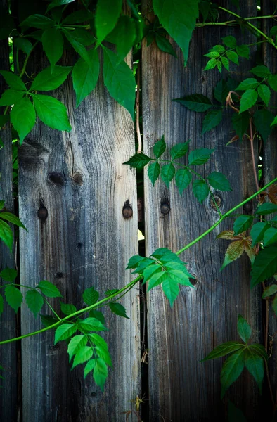 Cerca Madera Con Hojas Verdes Vista Marco Completo Fondo —  Fotos de Stock