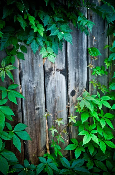 Cerca Madera Con Hojas Verdes Vista Marco Completo Fondo —  Fotos de Stock