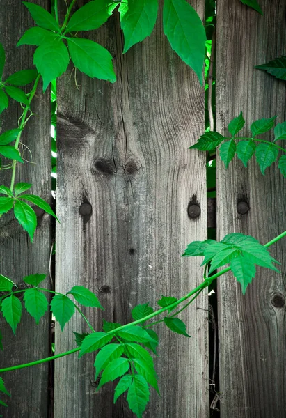 Cerca Madera Con Hojas Verdes Vista Marco Completo Fondo —  Fotos de Stock