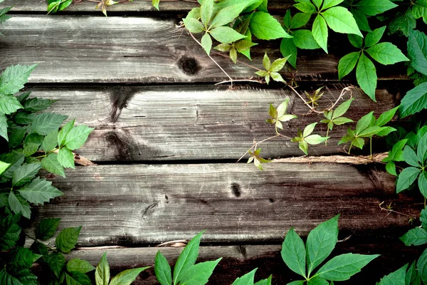 Cerca Madera Con Hojas Verdes Vista Marco Completo Fondo — Foto de Stock