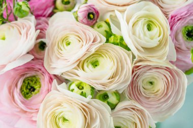 Farsça düğünçiçekleri. Güzel soluk pembe tipik çiçekler arka plan. Duvar kağıdı, yatay imge