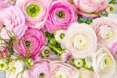 Farsça düğünçiçekleri. Güzel soluk pembe tipik çiçekler arka plan. Duvar kağıdı, yatay imge