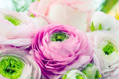 Farsça düğünçiçekleri. Güzel soluk pembe tipik çiçekler arka plan. Duvar kağıdı, yatay imge