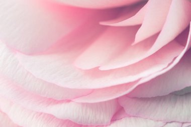 güzel Farsça buttercup yakın çekim görünümü. Soluk pembe ranunculus çiçek