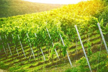 Beyaz üzümler, güneşli bir günde sonbahar üzüm bağları.