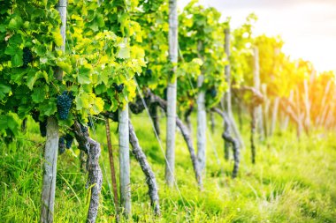 Beyaz üzümler, sonbahar üzüm bağları 