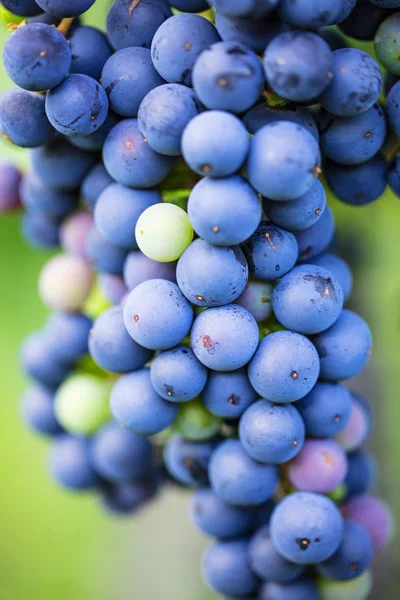 Vista Ravvicinata Uve Fresche Mature Succose Nel Vigneto Autunnale — Foto Stock