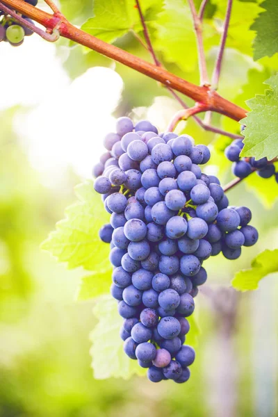 Vue Rapprochée Des Raisins Frais Juteux Mûrs Dans Vignoble Automne — Photo