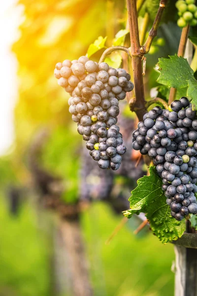 Vue Rapprochée Des Raisins Frais Juteux Mûrs Dans Vignoble Automne — Photo