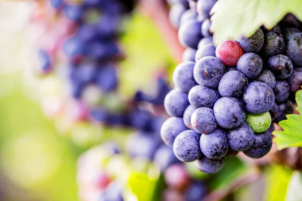 Vue Rapprochée Des Raisins Frais Juteux Mûrs Dans Vignoble Automne — Photo