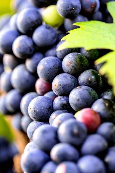 Zbliżenie Świeżych Dojrzałych Soczystych Winogron Jesiennej Winnicy Selektywne Skupienie — Zdjęcie stockowe