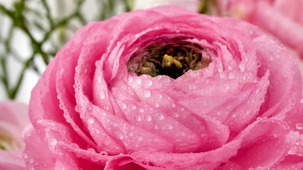 Marionetas Persas Hermosas Flores Ranúnculo Rosa Pálido Con Gotas Agua — Vídeo de stock