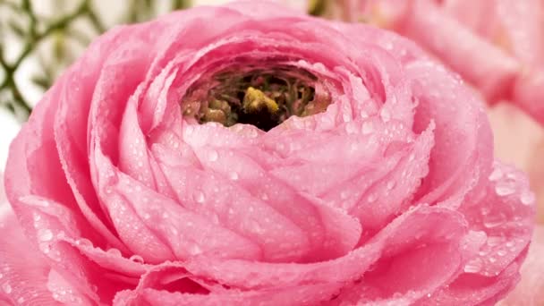 ペルシャバターカップのクローズアップビュー 水滴と美しい淡いピンクのラウンキュラスの花 — ストック動画