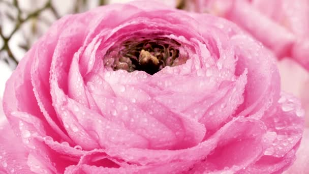 Közelről Tekintettel Perzsa Buttercup Gyönyörű Halvány Rózsaszín Ranunculus Virág Vízcseppek — Stock videók