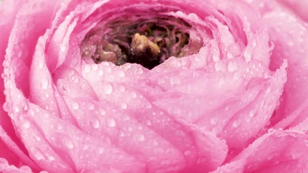 Close View Persian Buttercup Beautiful Pale Pink Ranunculus Flower Water — Stock Video