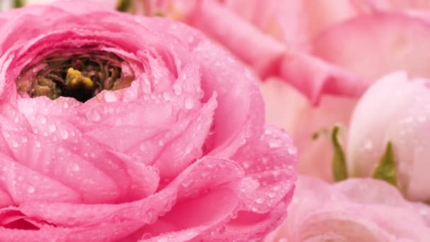 Περσικές Βουτυρικές Κούπες Όμορφο Χλωμό Ροζ Ranunculus Λουλούδια Σταγόνες Νερού — Αρχείο Βίντεο
